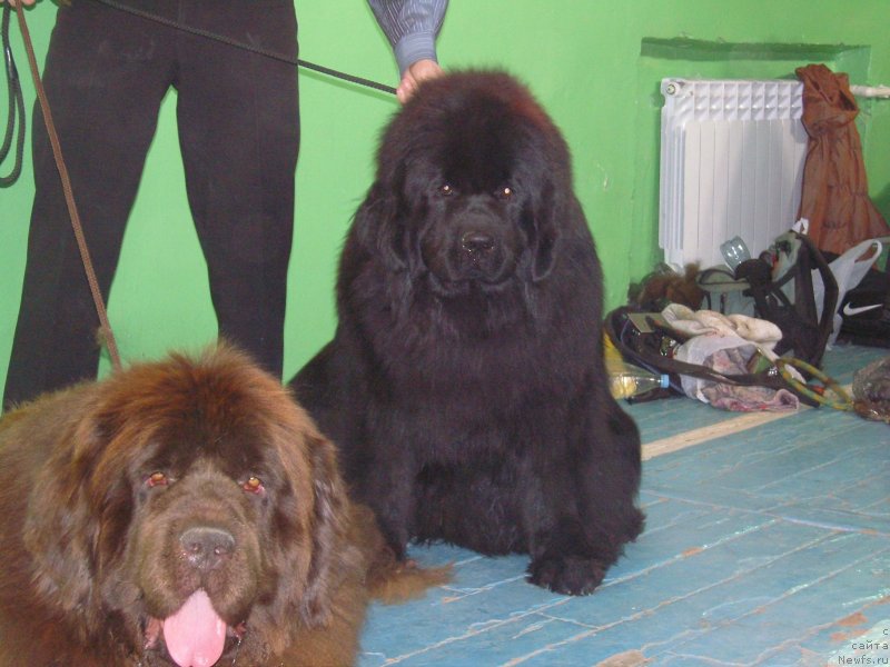 Фото: ньюфаундленд Angelo Orso Allmira Afrodita (Анджело Орсо Альмира Афродита), ньюфаундленд Angelo Orso Solveig (Анджело Орсо Сольвейг)