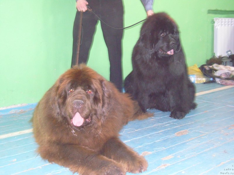 Фото: ньюфаундленд Angelo Orso Allmira Afrodita (Анджело Орсо Альмира Афродита), ньюфаундленд Angelo Orso Solveig (Анджело Орсо Сольвейг)