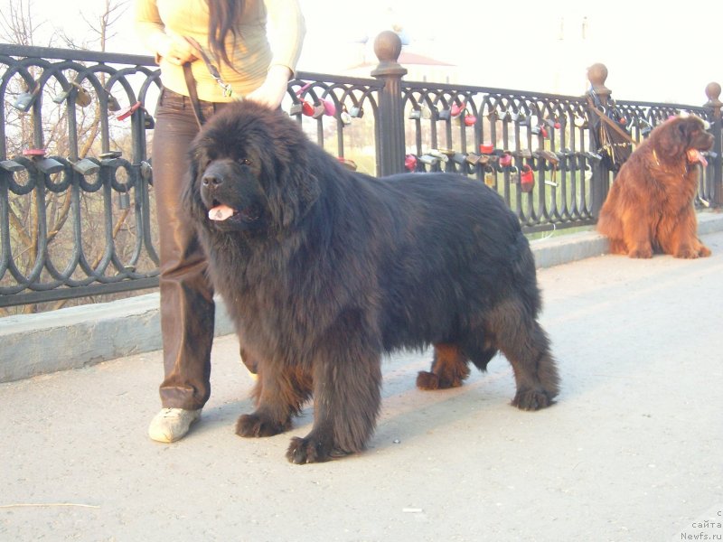 Фото: ньюфаундленд Angelo Orso Allmira Afrodita (Анджело Орсо Альмира Афродита), ньюфаундленд Angelo Orso Solveig (Анджело Орсо Сольвейг)