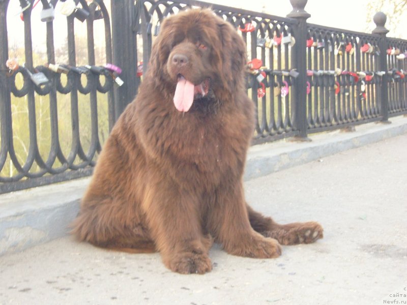 Фото: ньюфаундленд Angelo Orso Allmira Afrodita (Анджело Орсо Альмира Афродита)