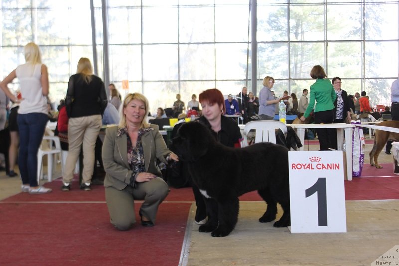 Фото: ньюфаундленд Super Bizon Liliman (Супер Бизон Лилимэн)