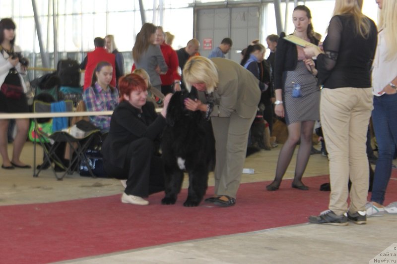 Фото: ньюфаундленд Super Bizon Liliman (Супер Бизон Лилимэн)