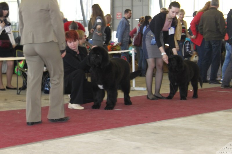 Фото: ньюфаундленд Super Bizon Liliman (Супер Бизон Лилимэн)