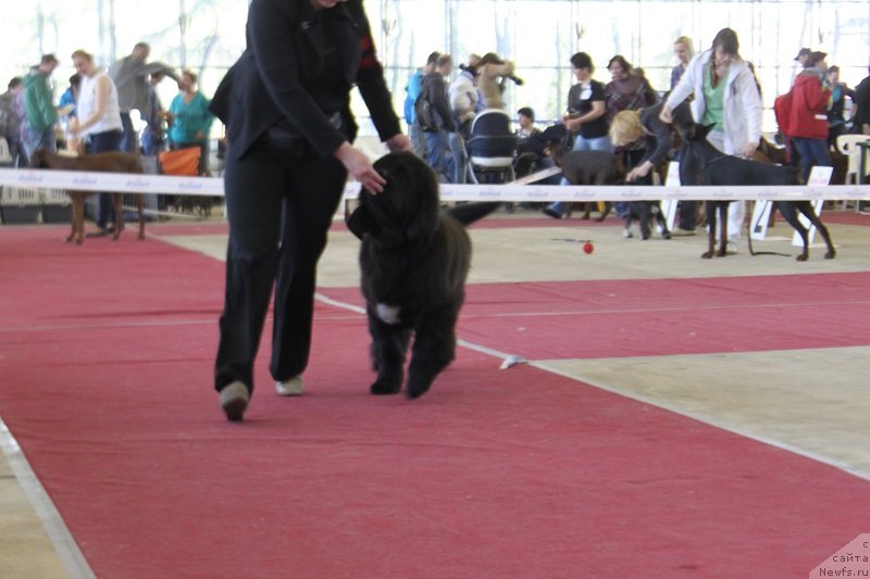 Фото: ньюфаундленд Super Bizon Liliman (Супер Бизон Лилимэн)