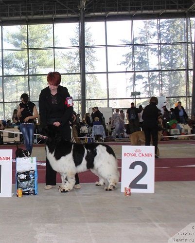 Фото: ньюфаундленд Iskushenie Moey Dushi (Искушение Моей Души)