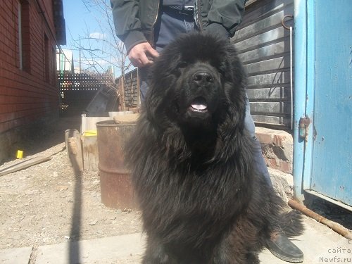 Фото: ньюфаундленд Ledi Fortuna Konstanta (Леди Фортуна Константа)