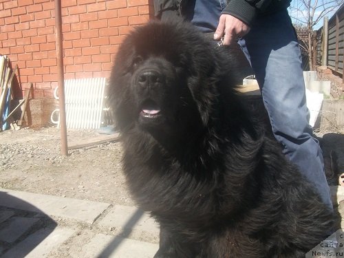 Фото: ньюфаундленд Ledi Fortuna Konstanta (Леди Фортуна Константа)