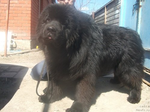 Фото: ньюфаундленд Ledi Fortuna Konstanta (Леди Фортуна Константа)