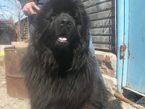 Фото: ньюфаундленд Ledi Fortuna Konstanta (Леди Фортуна Константа)