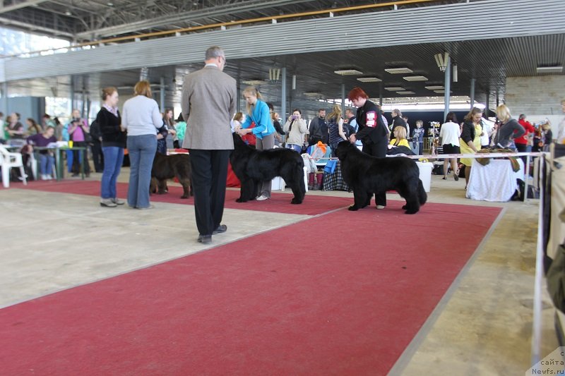 Фото: ньюфаундленд Laskovyiy i Nejnyiy Briz (Ласковый и Нежный Бриз)