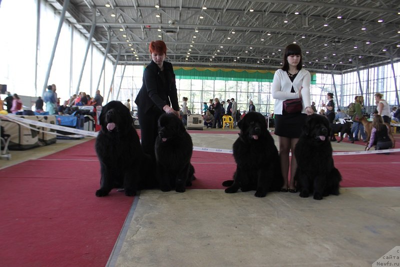 Фото: ньюфаундленд Matvey s Berega Dona (Матвей с Берега Дона), ньюфаундленд Lunnaya Sonata Dlya Elenyi Grand Byebi (Лунная Соната Для Елены Гранд Бэби), ньюфаундленд Laskovyiy i Nejnyiy Briz (Ласковый и Нежный Бриз), ньюфаундленд Lepestok Lilii (Лепесток Лилии)