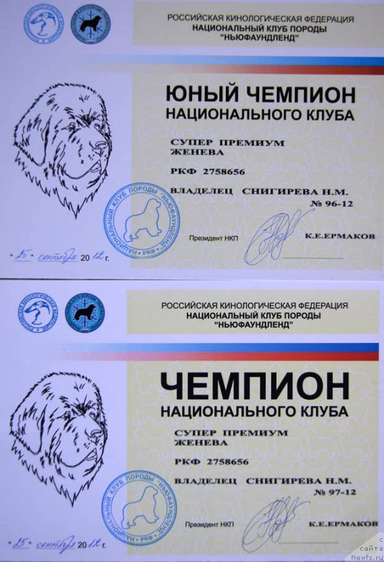 Фото: ньюфаундленд Super Premium Zheneva (Супер Премиум Женева)