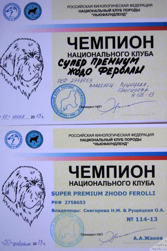 Фото: ньюфаундленд Super Premium Zhodo Ferolli (Супер Премиум Жодо Феролли)