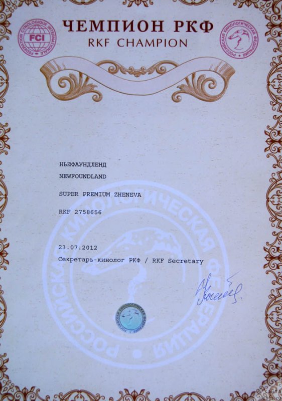 Фото: ньюфаундленд Super Premium Zheneva (Супер Премиум Женева)