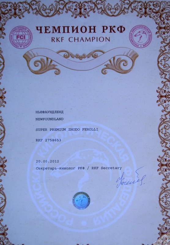 Фото: ньюфаундленд Super Premium Zhodo Ferolli (Супер Премиум Жодо Феролли)