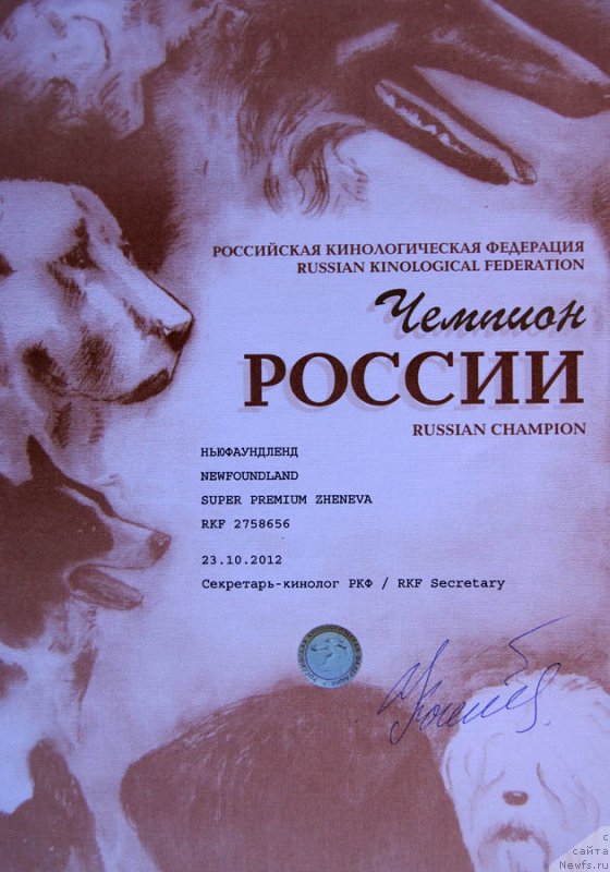 Фото: ньюфаундленд Super Premium Zheneva (Супер Премиум Женева)