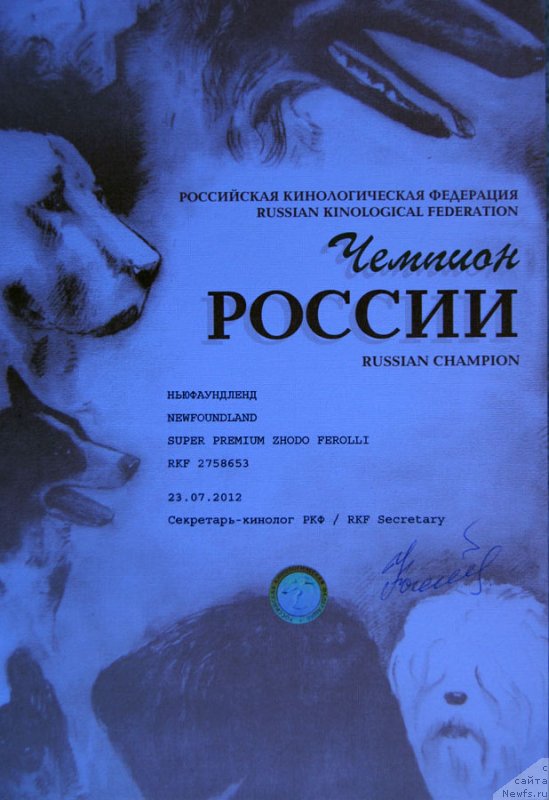 Фото: ньюфаундленд Super Premium Zhodo Ferolli (Супер Премиум Жодо Феролли)
