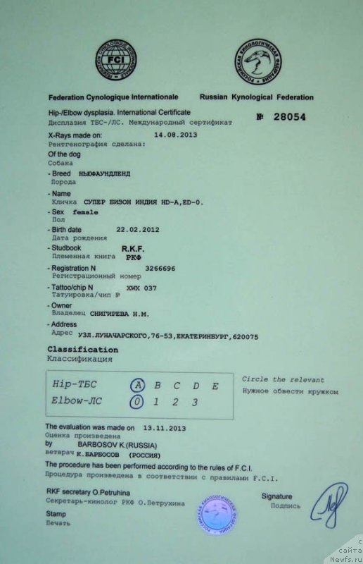 Фото: ньюфаундленд Super Bizon Indiya (Супер Бизон Индия)