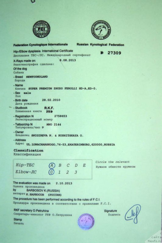 Фото: ньюфаундленд Super Premium Zhodo Ferolli (Супер Премиум Жодо Феролли)