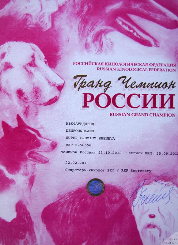 Фото: ньюфаундленд Super Premium Zheneva (Супер Премиум Женева)