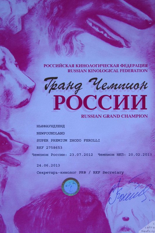 Фото: ньюфаундленд Super Premium Zhodo Ferolli (Супер Премиум Жодо Феролли)