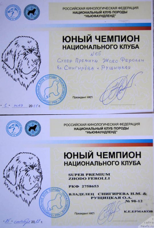 Фото: ньюфаундленд Super Premium Zhodo Ferolli (Супер Премиум Жодо Феролли)