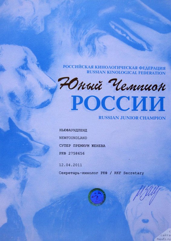Фото: ньюфаундленд Super Premium Zheneva (Супер Премиум Женева)