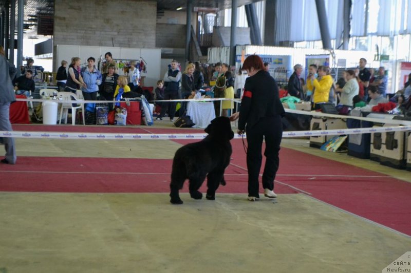 Фото: ньюфаундленд Super Bizon Liliman (Супер Бизон Лилимэн)