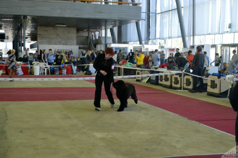 Фото: ньюфаундленд Super Bizon Liliman (Супер Бизон Лилимэн)