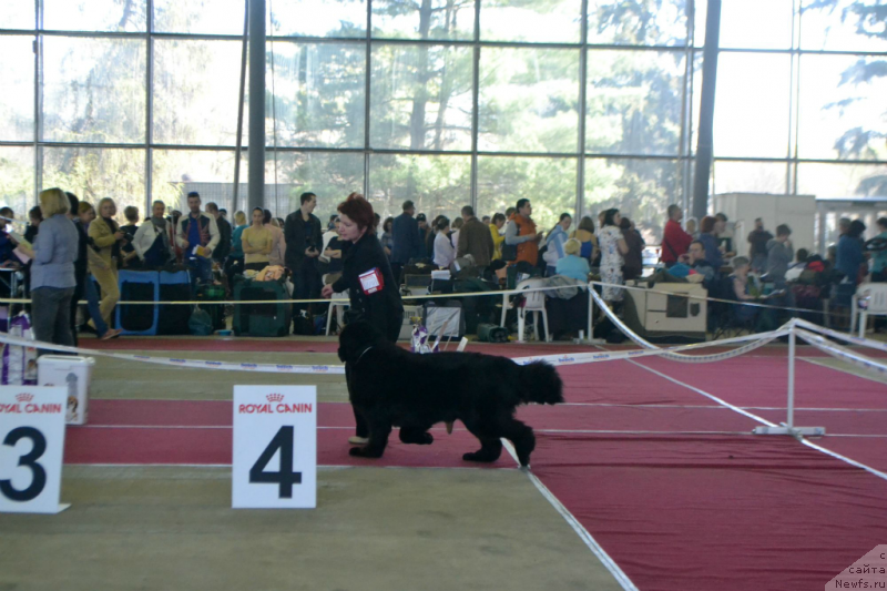 Фото: ньюфаундленд Lunnaya Sonata Dlya Elenyi Grand Byebi (Лунная Соната Для Елены Гранд Бэби)