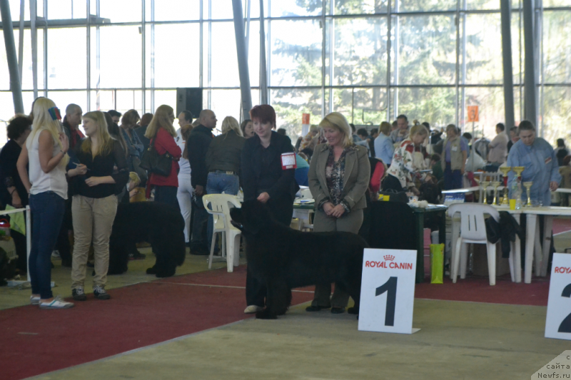 Фото: ньюфаундленд Lunnaya Sonata Dlya Elenyi Grand Byebi (Лунная Соната Для Елены Гранд Бэби)
