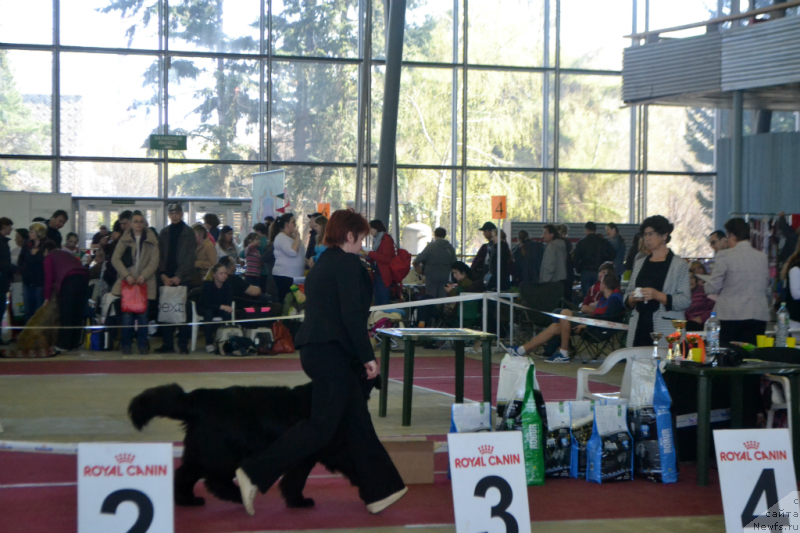 Фото: ньюфаундленд Lunnaya Sonata Dlya Elenyi Grand Byebi (Лунная Соната Для Елены Гранд Бэби)