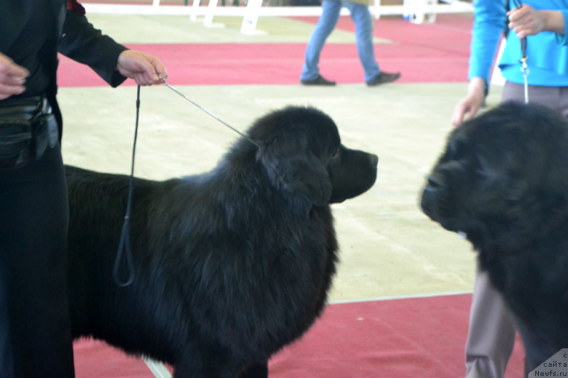 Фото: ньюфаундленд Laskovyiy i Nejnyiy Briz (Ласковый и Нежный Бриз)