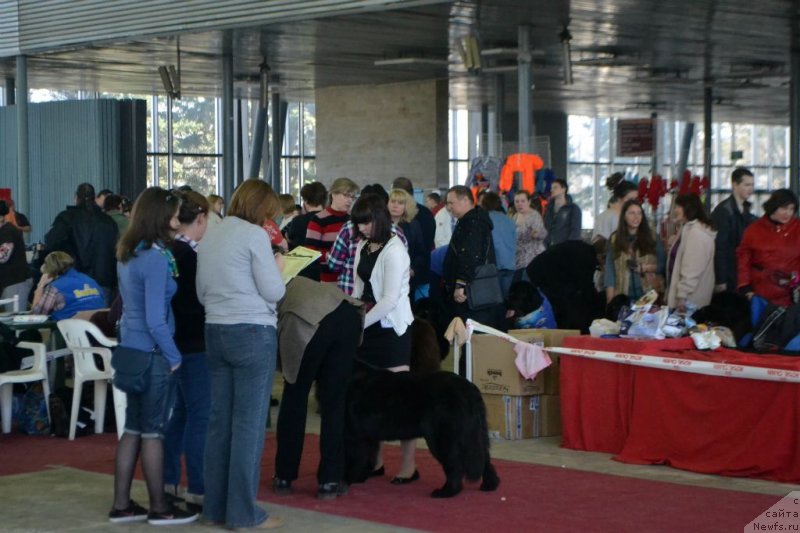 Фото: ньюфаундленд Lepestok Lilii (Лепесток Лилии)