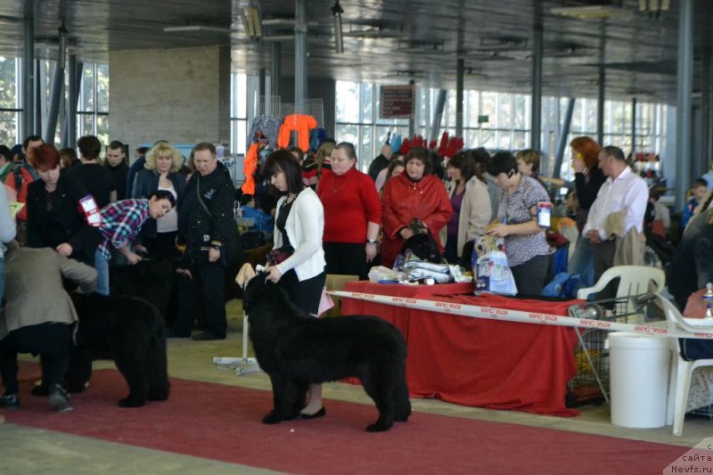 Фото: ньюфаундленд Lepestok Lilii (Лепесток Лилии)