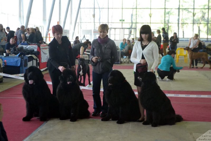 Фото: ньюфаундленд Matvey s Berega Dona (Матвей с Берега Дона), ньюфаундленд Lunnaya Sonata Dlya Elenyi Grand Byebi (Лунная Соната Для Елены Гранд Бэби), ньюфаундленд Laskovyiy i Nejnyiy Briz (Ласковый и Нежный Бриз), ньюфаундленд Lepestok Lilii (Лепесток Лилии)