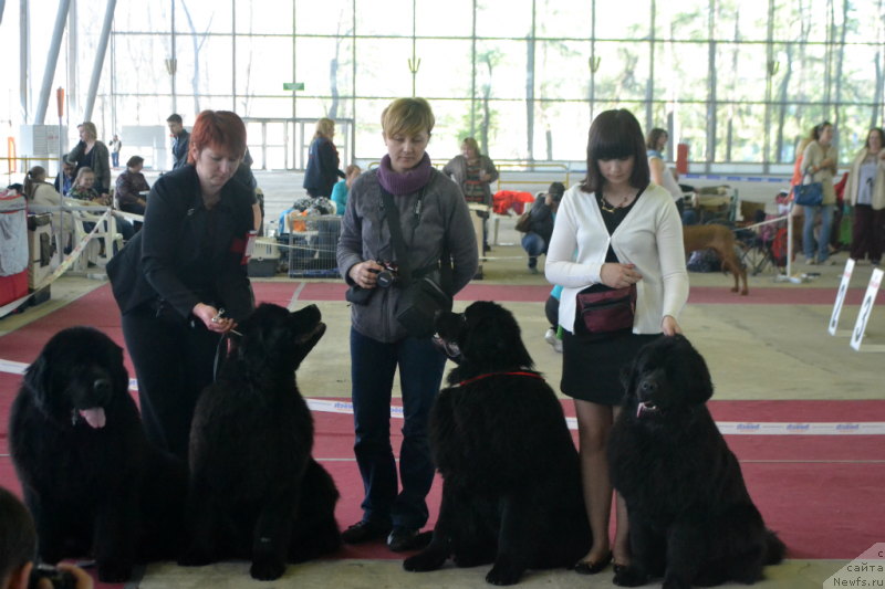 Фото: ньюфаундленд Matvey s Berega Dona (Матвей с Берега Дона), ньюфаундленд Lunnaya Sonata Dlya Elenyi Grand Byebi (Лунная Соната Для Елены Гранд Бэби), ньюфаундленд Laskovyiy i Nejnyiy Briz (Ласковый и Нежный Бриз), ньюфаундленд Lepestok Lilii (Лепесток Лилии)
