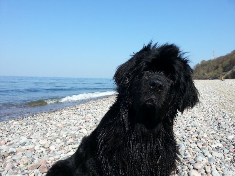 Фото: ньюфаундленд Rosinka Iskryaschayasya ot Sibirskogo Medvedya (Росинка Искрящаяся от Сибирского Медведя)