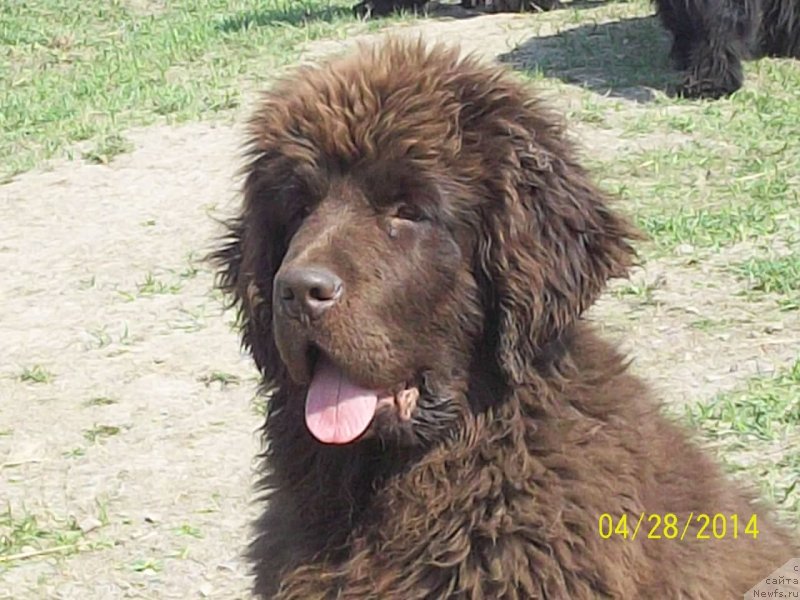 Фото: ньюфаундленд N'yufort YU'Severino (Ньюфорт Ю'Северино)