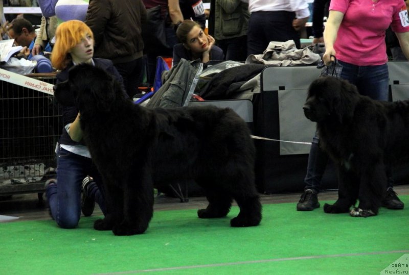 Фото: ньюфаундленд Allegro Con Brio Dinastiya Soverchenstva (Аллегро Кон Брио Династия Совершенства), Anastasiya Degtyaryova (Анастасия Дегтярёва), ньюфаундленд Big Sky Bear Biancaneve