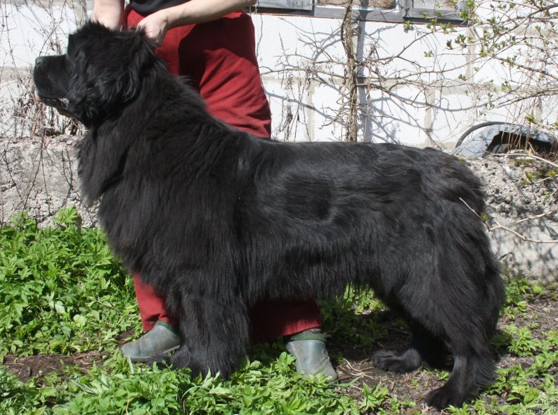 Фото: ньюфаундленд Fann'yuf Tinkerbel' Skazochnaya Princessa (Фанньюф Тинкербель Сказочная Принцесса)