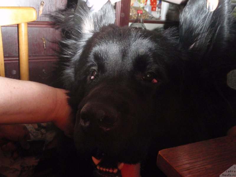 Фото: ньюфаундленд Aleks Zavoevatel' Serdec (Алекс Завоеватель Сердец)