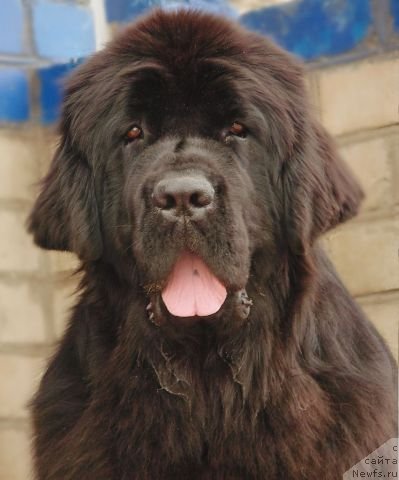 Фото: ньюфаундленд Tujur Bel' (Тужур Бель)