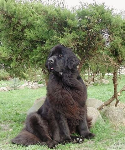 Фото: ньюфаундленд Tujur Bel' (Тужур Бель)