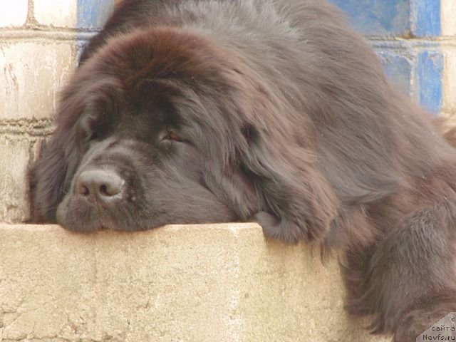 Фото: ньюфаундленд Tujur Bel' (Тужур Бель)