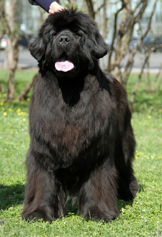 Фото: ньюфаундленд S'Nezhnaya Vjuga Amorone Sartori (С'Нежная Вьюга Амороне Сартори)