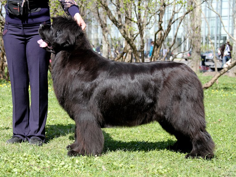 Фото: ньюфаундленд S'Nezhnaya Vjuga Amorone Sartori (С'Нежная Вьюга Амороне Сартори)