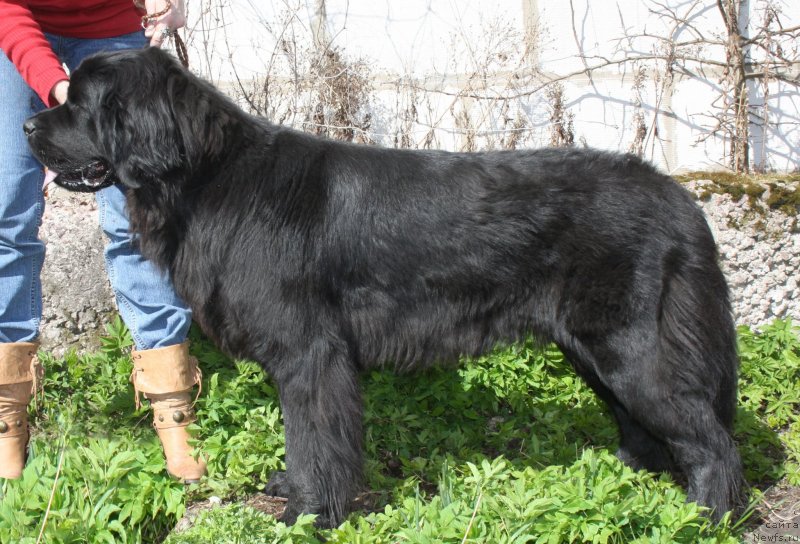 Фото: ньюфаундленд Fann'yuf Terra Inkognita (Фанньюф Терра Инкогнита)