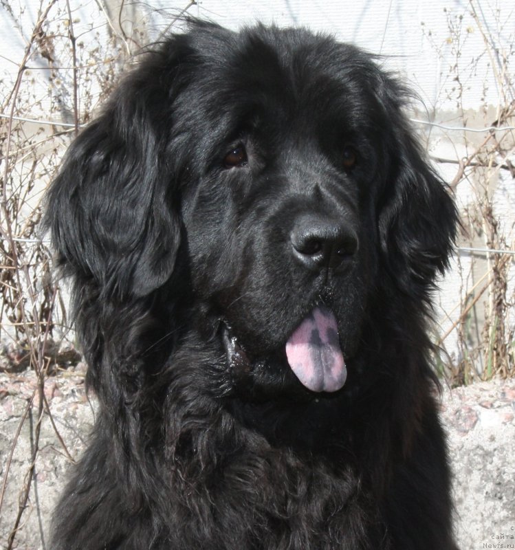 Фото: ньюфаундленд Fann'yuf Terra Inkognita (Фанньюф Терра Инкогнита)