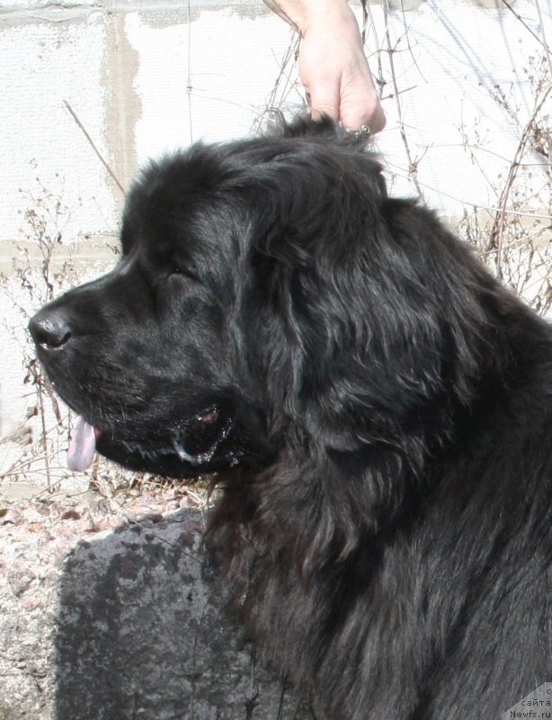 Фото: ньюфаундленд Fann'yuf Terra Inkognita (Фанньюф Терра Инкогнита)